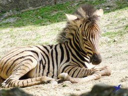 Tiergarten Schönbrunn am 11.April 2024